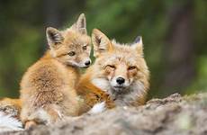 foxes