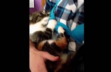 cat breast feeding