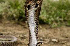 naja spectacled juvenile cobras serpientes 500px reptiles salvajes snakes serpiente krait darius vakil anaconda