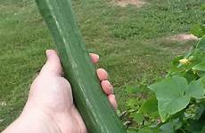 cucumber large telegraph creamer chronicles huge cucumbers english