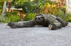 paresseux unau sloth sloths poil poils ground gorge brune longs toed fournissent abri algues bactéries champignons animaux sciencesetavenir totems sosanimaux