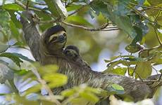 sloth sloths threats nationalgeographic myths slothconservation