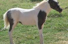 foals minihorseforsale