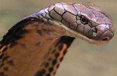 cobra cobras naturais inimigos snakes ular terkeren predadores absolut reptiles