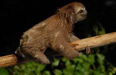rainforest sloths toed soth