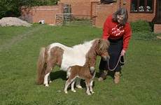 foal miniature cute pony dottie super shetland her