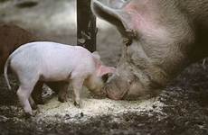 piglets sows killed 2000 pedigree tragedy farm county fire down blaze almost around were