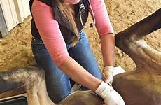 castration horse gelding equine horses castrations complications safer making look their