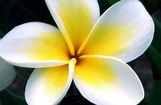 plumeria flor rubra blume baixe grátis doar fleurir télécharger photographe gratuitement sauvin tanguy