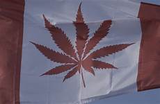 canada marijuana cannabis recreational experiment legalizing national legalization begins york times