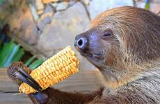sloth eating corn psbattle comments photoshopbattles