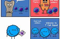yeti awkward thymus cartoons science macrophage biology theawkwardyeti squad platelet