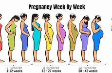 trimester gravidanza stadien mesi womb della schwangerschaft