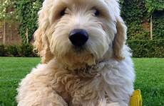 groodle puppy cute goldendoodle ted mini dog puppies dogs golden labradoodles old goldendoodles choose board retriever chocolate labrador doodle animals