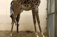 giraffe birth zoo amazing