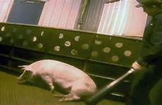 abuse hidden camera pork pig transportation animal hog being reveals investigation canadian system w5 beating employee obtained exchange western copy