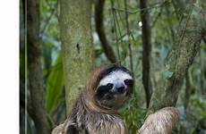sloth bradypus throated toed variegatus rescued captive rehabilitation