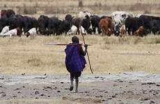 ranching livestock human maasai albert io customs