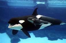 orca orka whales orcas cria desktopwallpapers achtergronden curiosidades reproducción mooi zwart ocean marinha orcinus seaworld wikia
