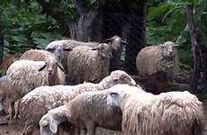 mating animals sheep breeding funny