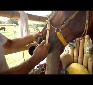 Resultado de imagen de ensillando caballocaballo