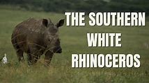 Rhinoceros: Different Species and Their Horns