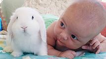 Bunnies: Cute Babies