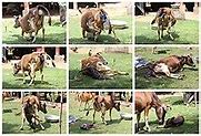Image result for Calving (step by step)