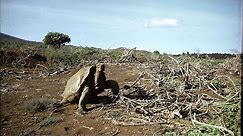 Lonesome George and the Galapagos Today: What the Tortoise Taught Us