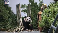 丫丫已回到北京动物园 丫丫一到家就被竹子包围了
