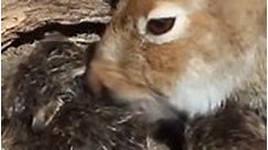 Newborn hares Newborn bunnies 2 #BunnyBonding #RoadTrip #BunnyBondingRoadTrip #BunnyBondingVacation #BunnyReel #BunnyVacation #bunny #cute #hare #wildlife | The Best Wildlife