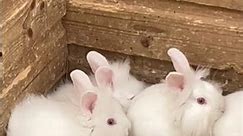 Cute baby bunnies 🐰