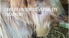 Vincente gets his 2nd round of Herbal eye wash to treat his infection. They are already improving! #holistichomesteading #holisticgoats #guernseygoats #goldenguernseygoats #usggc #vincenteupdate | US Guernsey Goat Conservancy