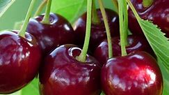 Bing Cherry