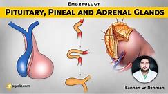 Pituitary, Pineal and Adrenal Glands | Embryology Video Lectures | V-Learning | sqadia.com