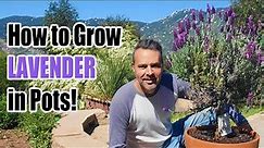 How to Grow Lavender in Containers or the Ground