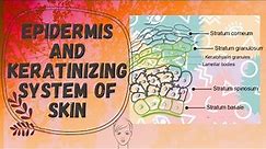 Epidermis and the Keratinization Process |Cosmetic Line | #cosmeticline | #cosmetic | #beauty