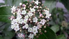 The Main 8 Types of Viburnum Shrubs and How to Care for Them