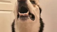 This talking husky drops the fluff word like its her day job! Huskies love arguing and this one sure loves telling us off! 🤣