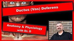 Ductus (Vas) Deferens: Anatomy and Physiology