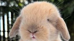 How adorable 🧡🐰 #fyp #hollandlop #bunny | Bunny