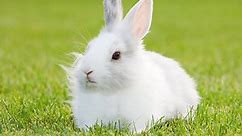 70  White Bunny Names From Sweet to Creative | LoveToKnow Pets