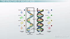 Nucleic Acids | Definition, Types & Examples
