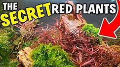 The SECRETS To Growing RED AQUARIUM PLANTS!