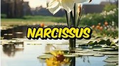 The Tragic Tale of Narcissus and Echo