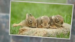 What Do Wild Baby Bunnies Eat? - Feeding Nature