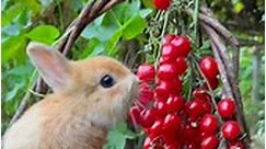 #cute #rabbit | Rabbit Cute Videos