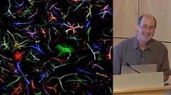 What Do Reactive Astrocytes Do? • iBiology