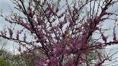 The Redbud Tree #springtime #redbuds #bloomingseason #beautifulflowers #redbudtree | Mila Lyn
