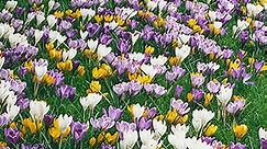 Giant Crocus for Naturalizing | Breck's